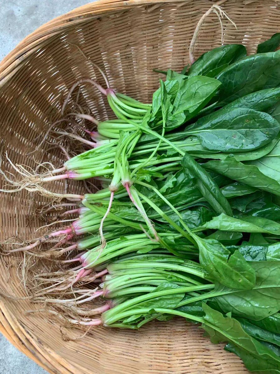 Nguyễn Khắc Hiếu ❤️ Memecoin tweet media