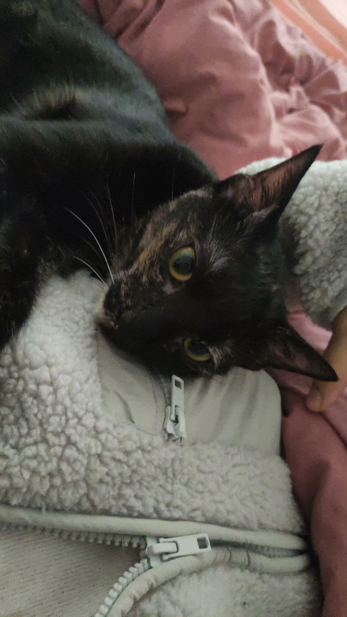 migikedisi's tweet photo. Uşaklar yeni anam buralari biraz ihmal eddi daa özledik kendümüzü ama duriyruk, iyiyiz 😽 https://t.co/JfFMwAfmnF