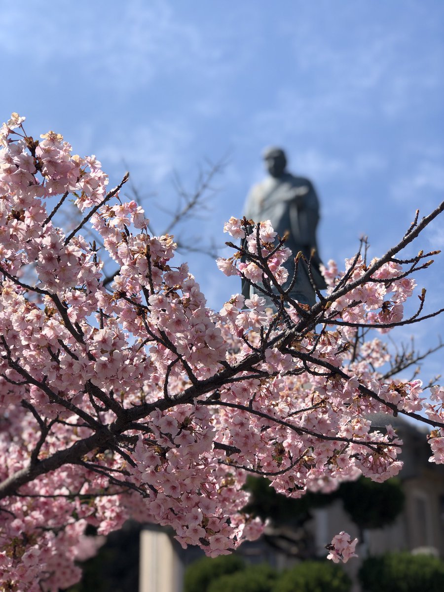 Alpha_CMajor's tweet photo. #河津桜　岡山市でも見頃です https://t.co/vjMzVizVpf