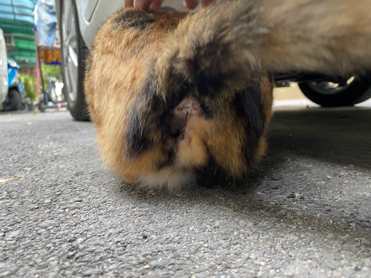 Sanxia veg out boy homebody cat(L.W.H) tweet media