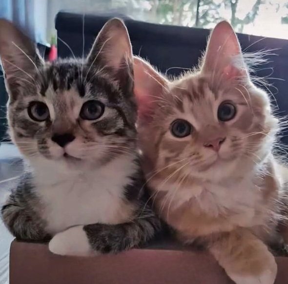 jack wolfe as cats tweet media