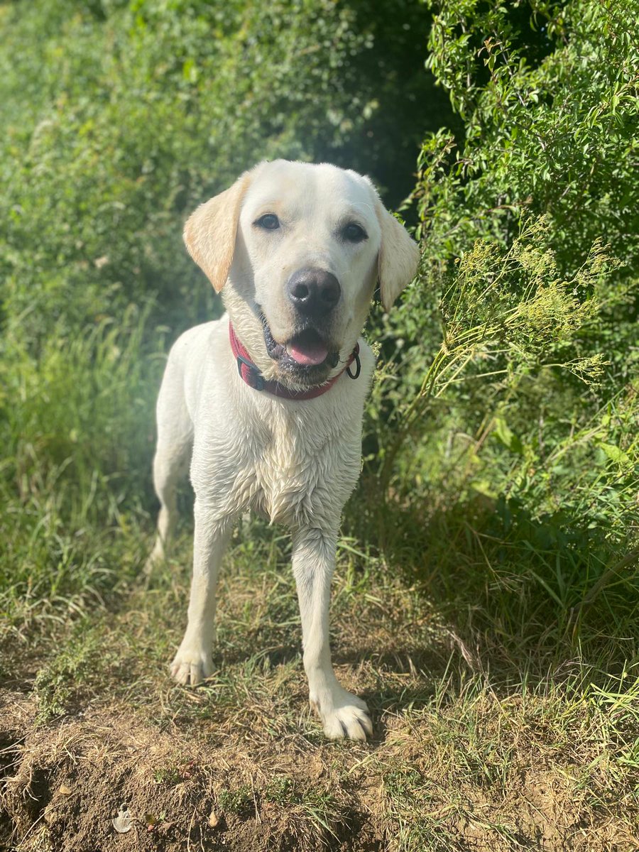 Medical Detection Dogs tweet media