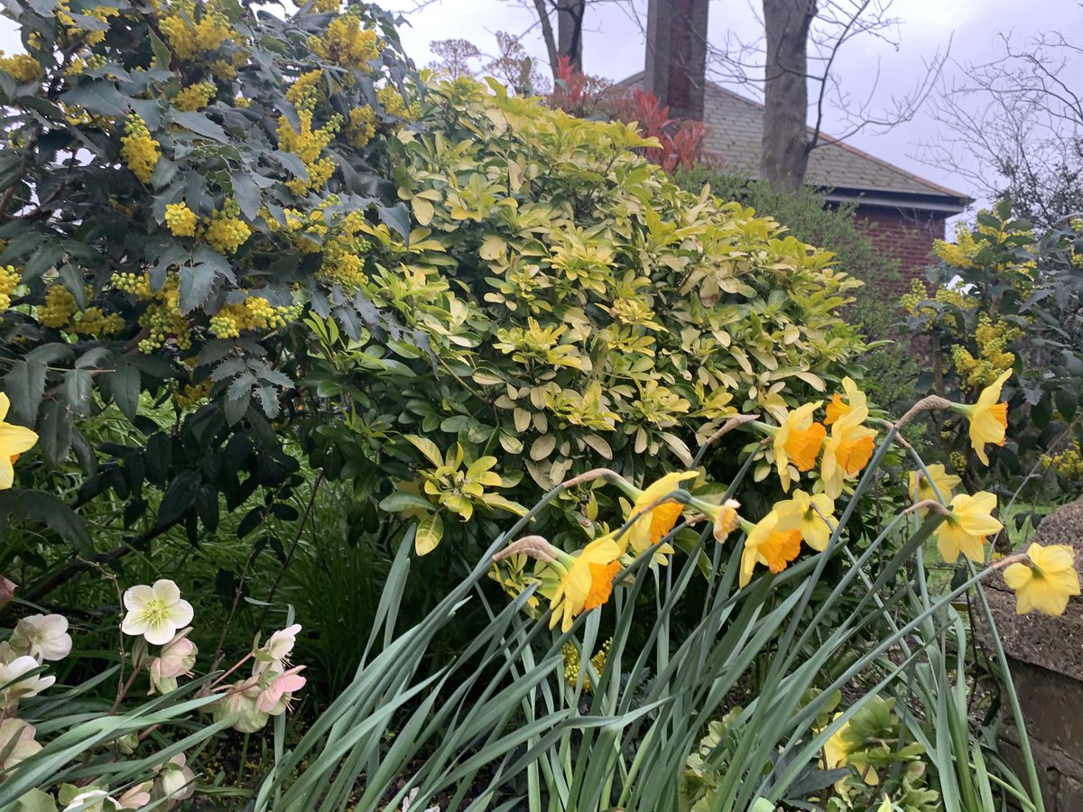 ruths_gallery's tweet image. It’s a little windy this afternoon! 

#daffodils #wind #twickenham