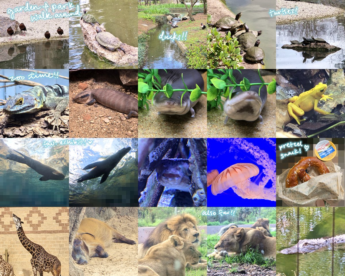 twirlicozy's tweet photo. some zoo day photos 🦁 https://t.co/DjhukpNoG5