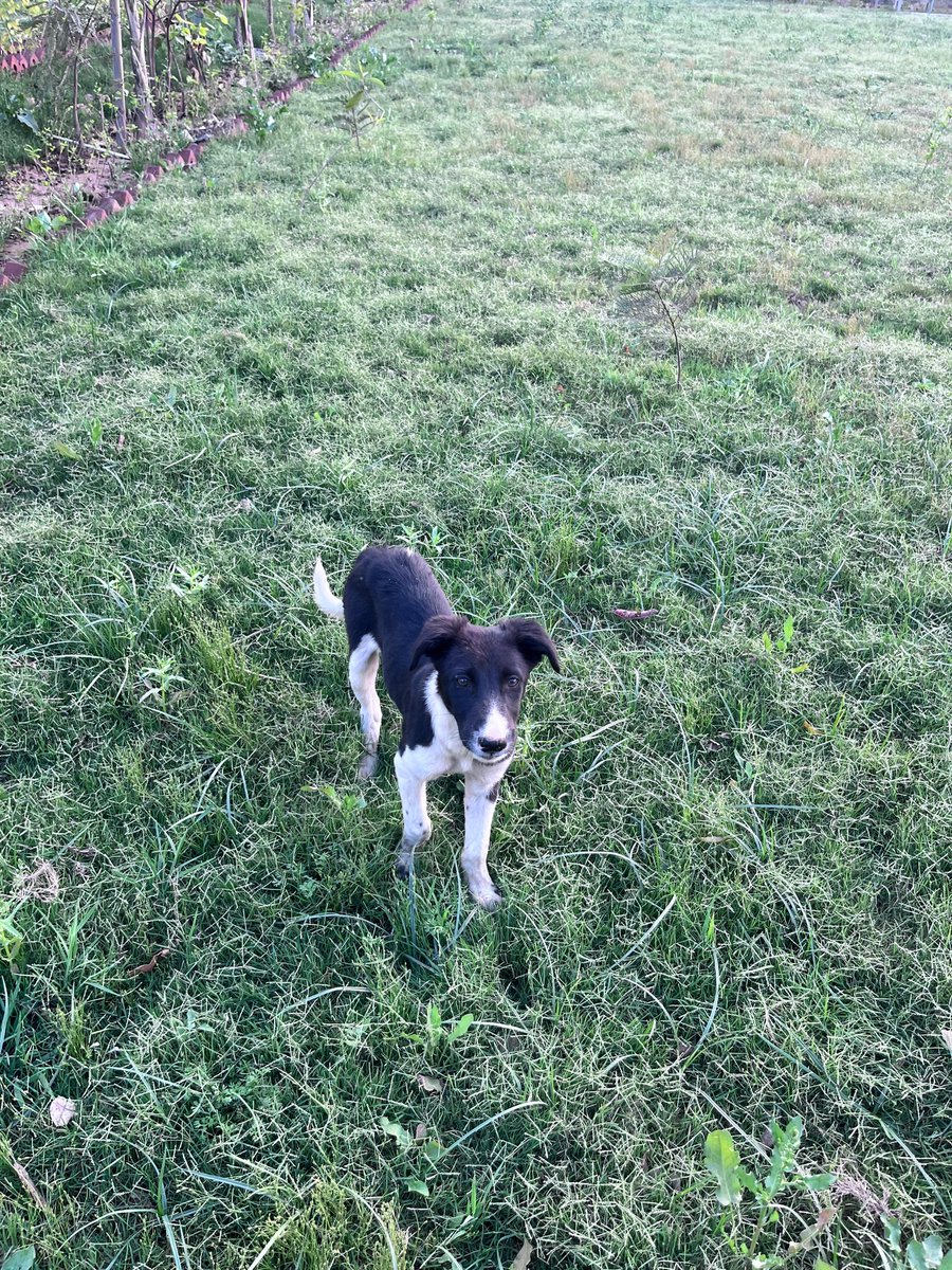 Vikrant Tongad Environmentalist tweet media