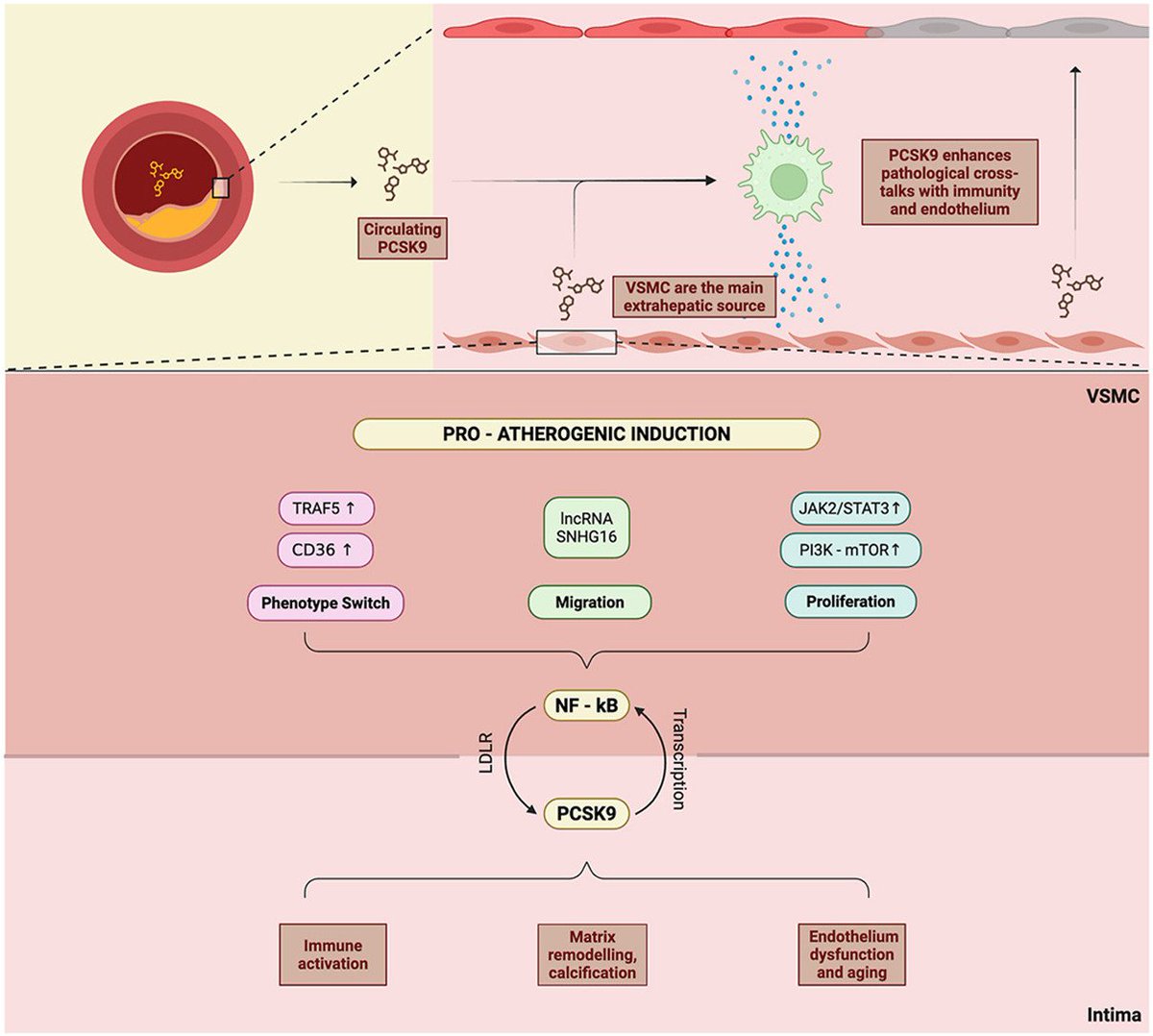 Atherosclerosis Plus tweet media