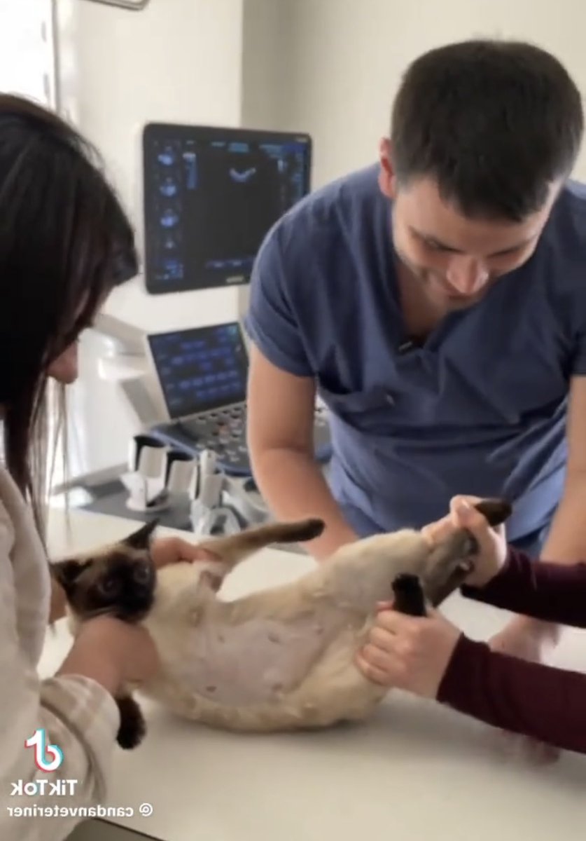 like a cat having an ultrasound check