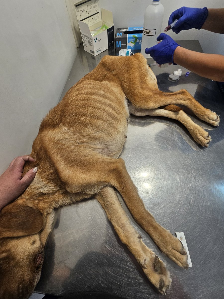 Solange Palacios 🐾💕 tweet media