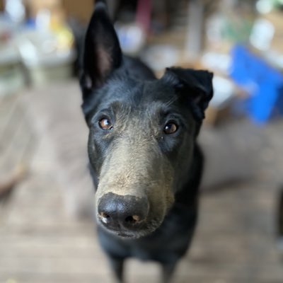 RandyMudge tweet media