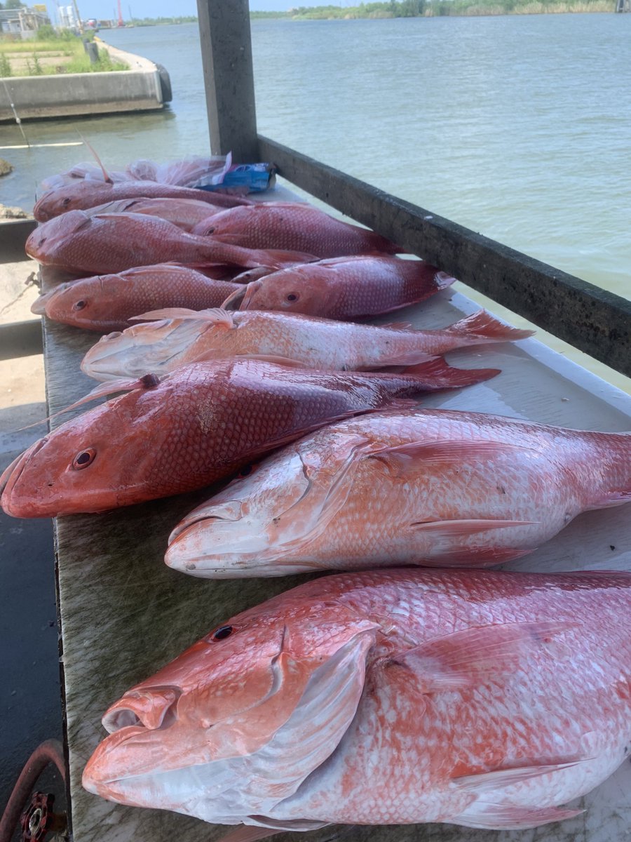 SuperiorTackle's tweet image. “LWFC Sets the Louisiana Private Recreational and State Charter Red Snapper Season to Open Friday, May 1”

wlf.louisiana.gov/news/lwfc-sets…
•
•
•
•
•
#BatonRougeFishing #LouisianaFishing #SpringFishing