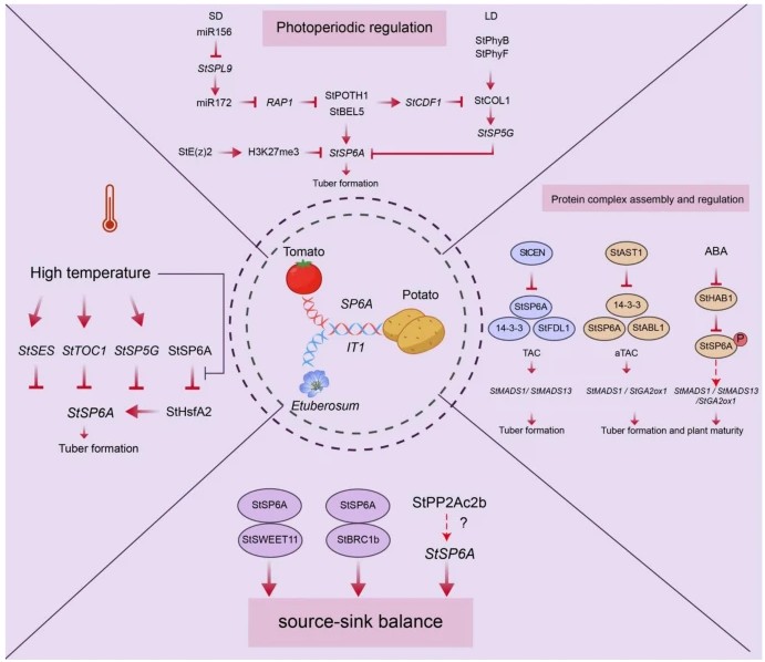 Plant Cell Reports tweet media