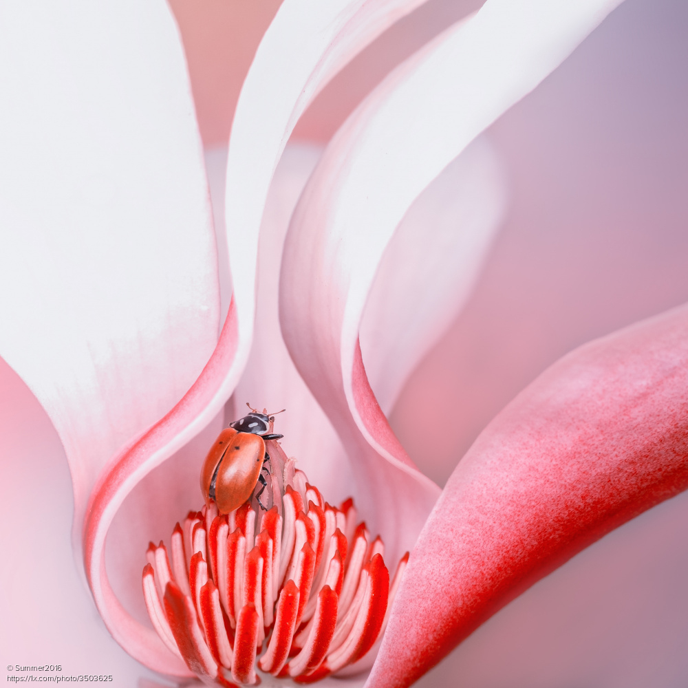 1x_com's tweet image. 'Ladybug' by Summer2016
1x.com/photo/3503625/… #animals #insects #ladybug #flower #naturephotography