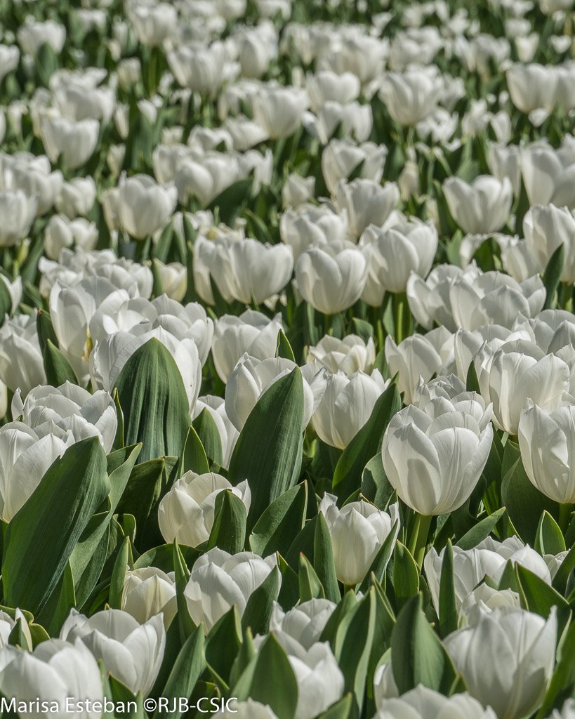 REAL JARDÍN BOTÁNICO tweet media