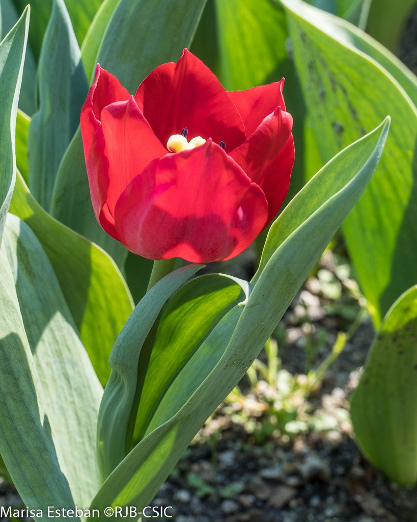 REAL JARDÍN BOTÁNICO tweet media