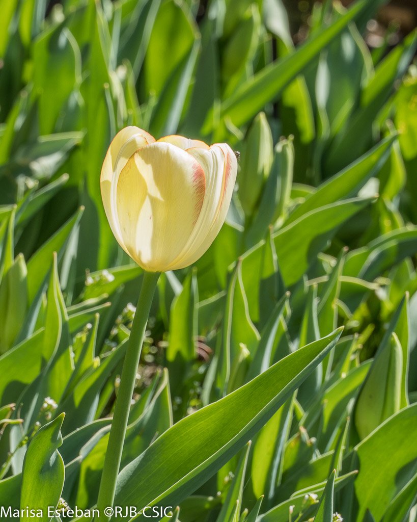 REAL JARDÍN BOTÁNICO tweet media