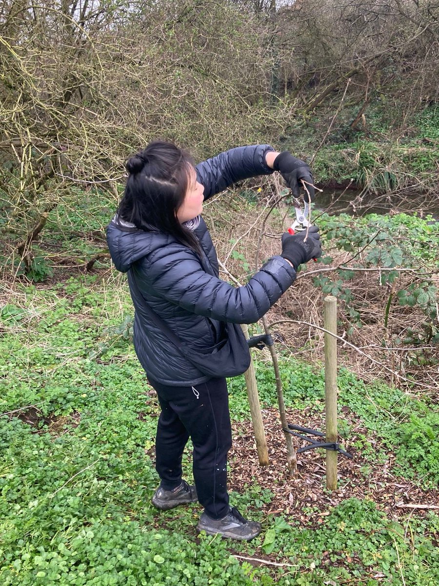 fruitnutvillage's tweet image. We've completed the #HazelwellRiverbabkOrchard #WinterPruning work today. #FruitAndNutVillage #Stirchley. Last time it was rained off!