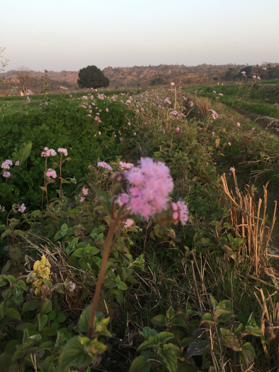 Vikram Jit Singh tweet media