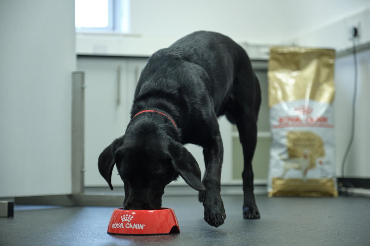 Medical Detection Dogs tweet media