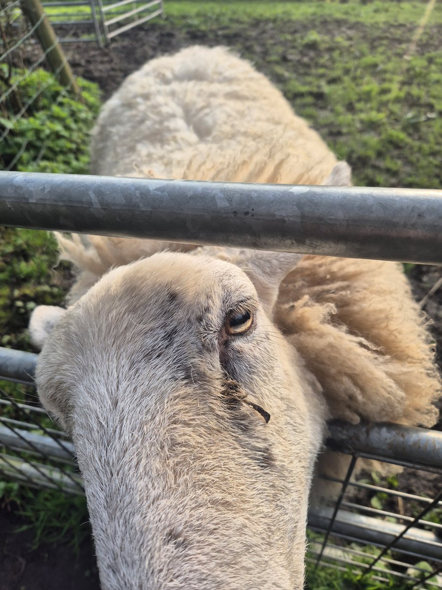 Lu Hersey 📚🌾 tweet media