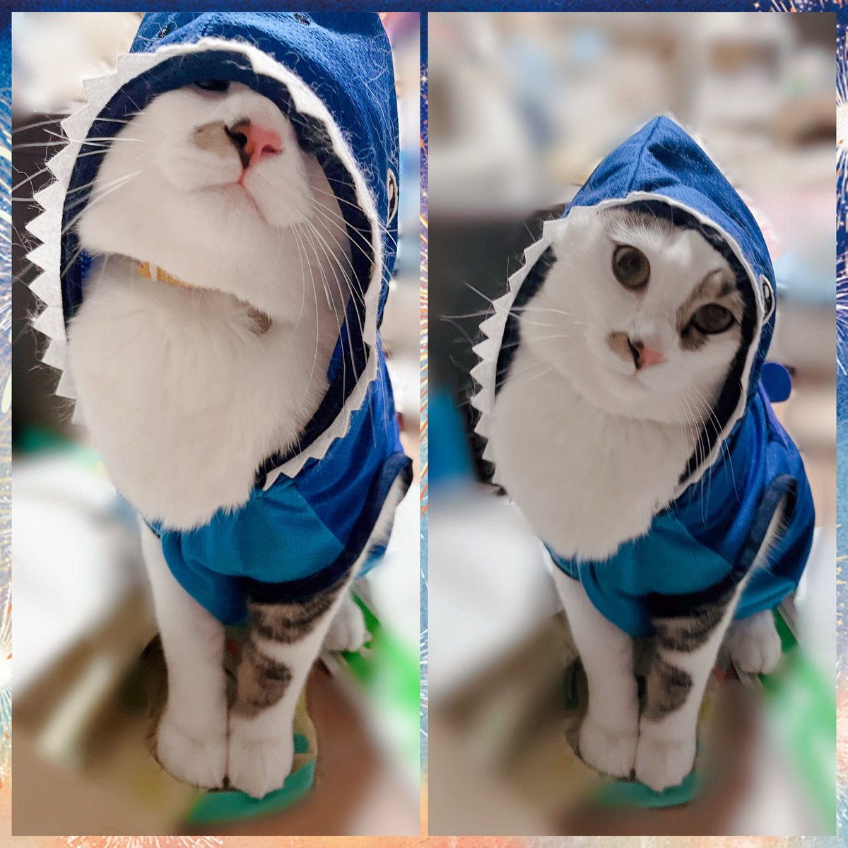 nya96heimao's tweet photo. 子猫の頃ゆるゆるだったけど
今着てもらったらピッタリ🦈
かわいいなぁ(*´▽｀*)

#猫の��る暮らし𓏲𓎨 
#てんてこまいの日常 https://t.co/U5DxOKFYVX