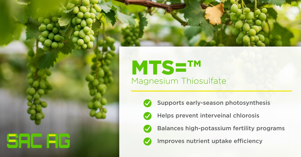 In grape production, timing and nutrition matter. Magnesium Thiosulfate (MTS=™) from Sac Ag delivers dependable fertilizer performance growers can rely on and retailers can stand behind.

Book your tons today from a Central Valley supplier: ow.ly/xZF550YsR93