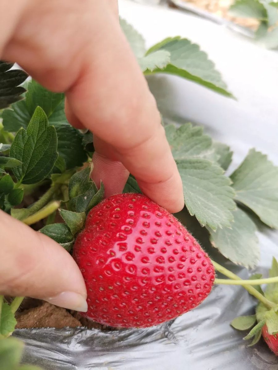 Jsut Aonthre Ped Guy tweet media