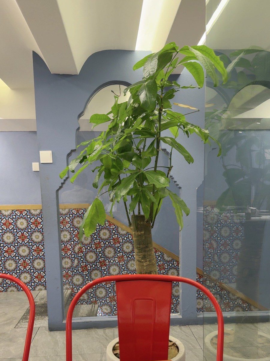 amy_maglio's tweet photo. " Quick Plant Care Tip: For pothos, snake plants u0026 ZZ plants—water only when the top 2 inches of soil feel dry! Overwatering is the #1 killer for these easy houseplants. Keep them happy in bright, indirect light too.  #PlantParent #IndoorPlants #LowMaintenance" https://t.co/V6V5RdmsXq