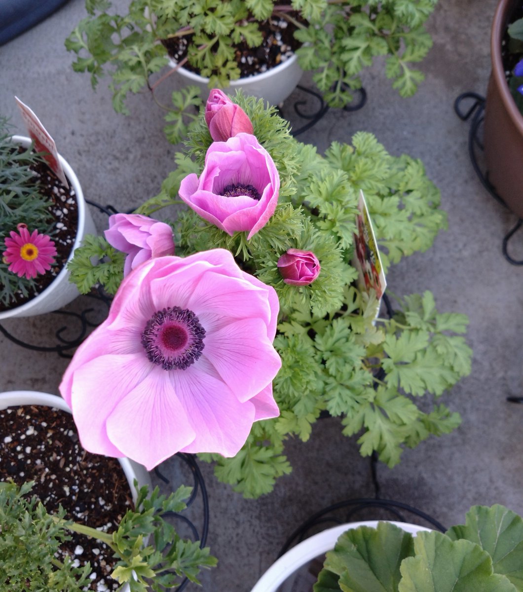 ソロ花活 tweet media