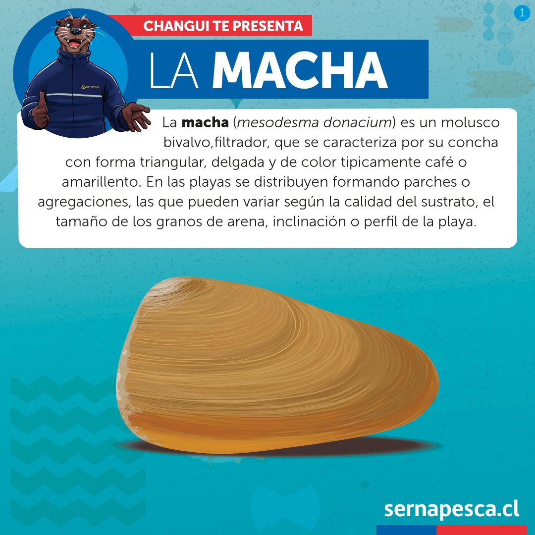 sernapesca's tweet photo. Changui nos presenta a la macha un molusco bivalvo filtrador presente desde Arica a Chiloé y de gran importancia económica. Actualmente cuenta con dos medidas de protección: la talla mínima legal y la veda. https://t.co/tqsy9IBCXD