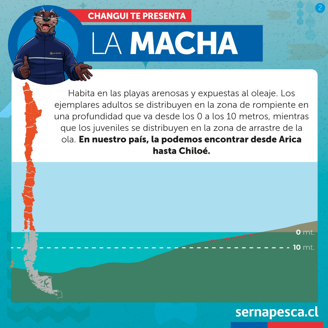 sernapesca's tweet photo. Changui nos presenta a la macha un molusco bivalvo filtrador presente desde Arica a Chiloé y de gran importancia económica. Actualmente cuenta con dos medidas de protección: la talla mínima legal y la veda. https://t.co/tqsy9IBCXD