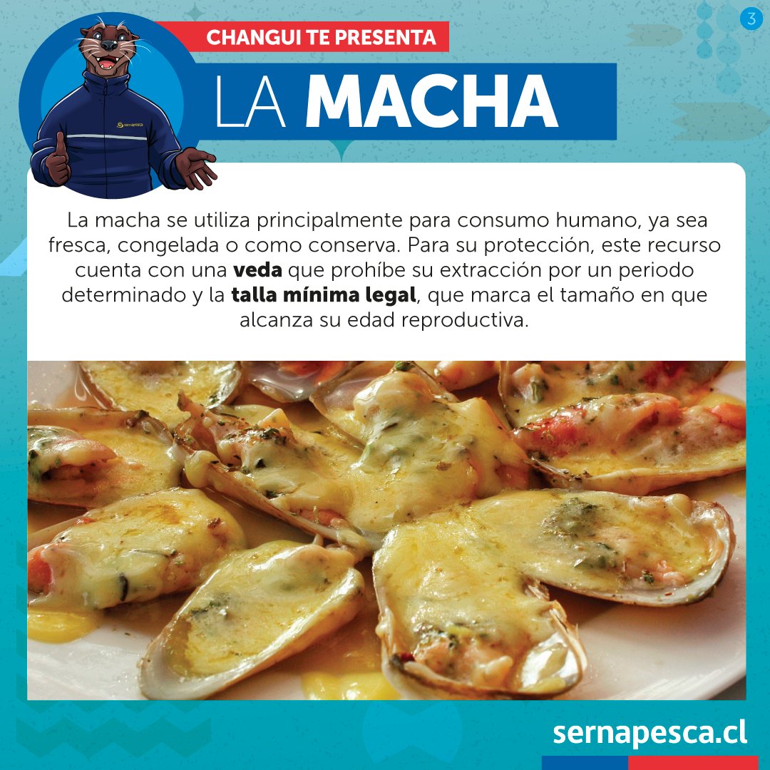 sernapesca's tweet photo. Changui nos presenta a la macha un molusco bivalvo filtrador presente desde Arica a Chiloé y de gran importancia económica. Actualmente cuenta con dos medidas de protección: la talla mínima legal y la veda. https://t.co/tqsy9IBCXD