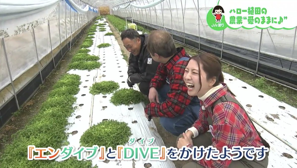 hello551130ueda's tweet image. 今週のRSK『笑味ちゃん天気予報』
番組YouTubeにあがってます🧑‍🌾
ぜひ観てください🤘

エンダイブ特集🥬

♪ラララ〜セキララにDIVE〜（B’z『DIVE』より）

⬇️
youtu.be/a0yV25PAmBY?si…

#笑味ちゃん天気予報 #ja #rsk #古米沙世 #エンダイブ