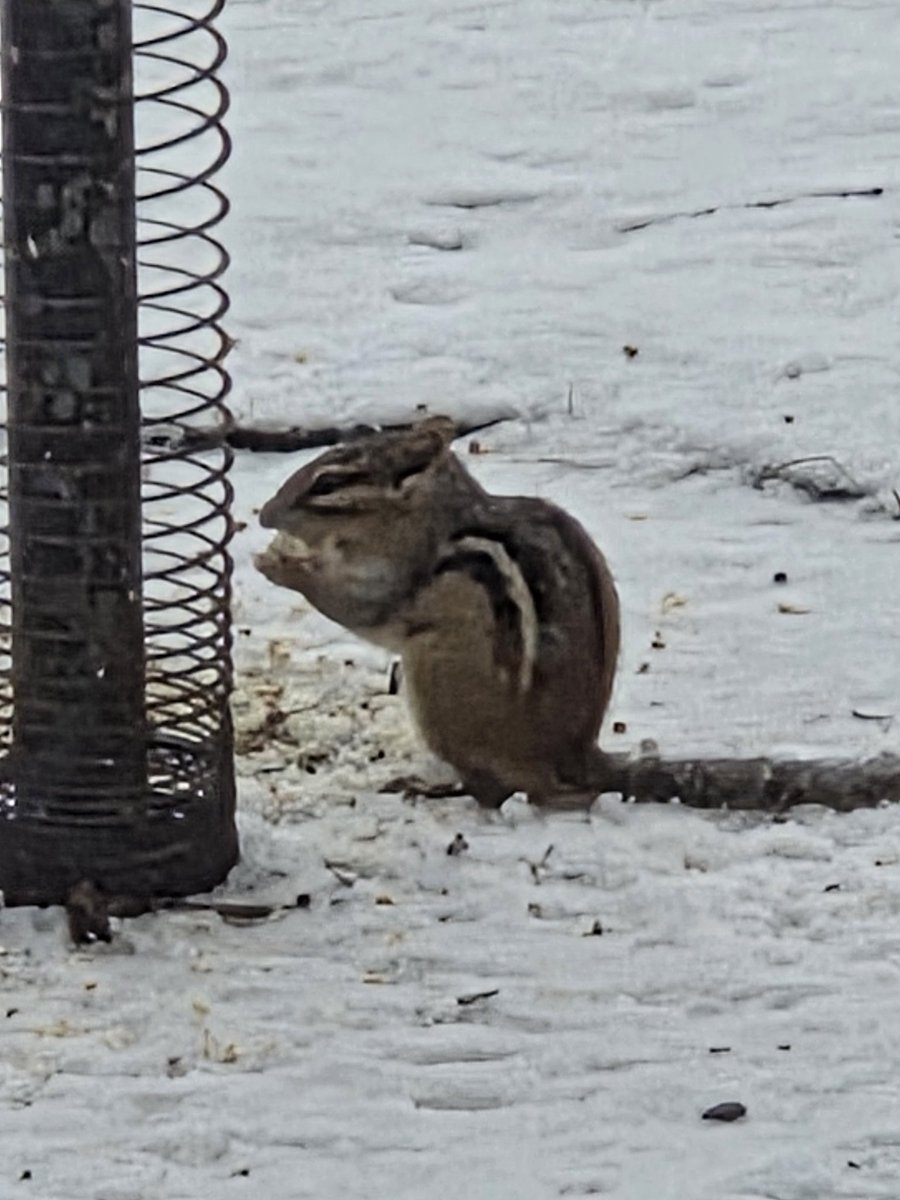 TheSplitzMusic tweet media