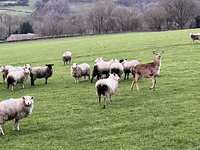 Constable Chaos tweet media