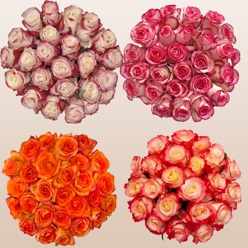 ebloomsdirect's tweet photo. Sunset Garden Mix Ecuadorian Premium Roses

Warm sunset tones featuring coral, orange and bi-color roses that add depth and dramatic color to any floral design.#floristsUSA https://t.co/vUYM14ykwV