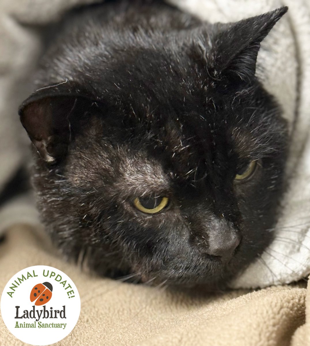 Ladybird Animal Sanctuary tweet media