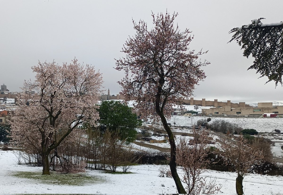 Simón Gil Tévar tweet media