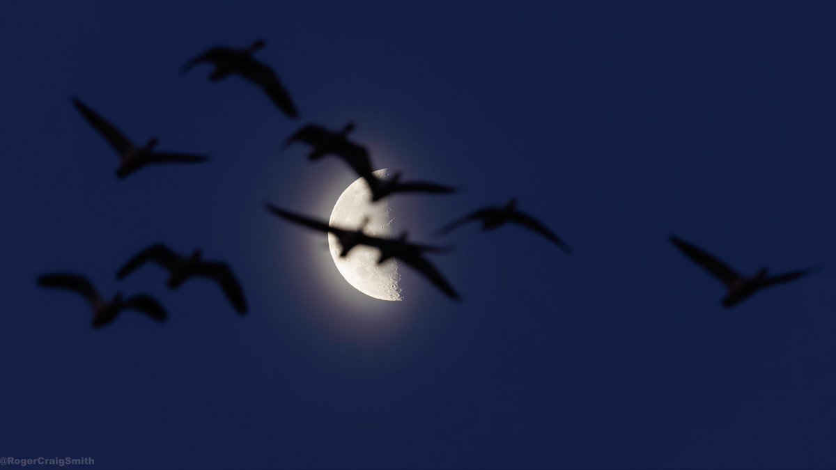 Roger Craig Smith tweet media