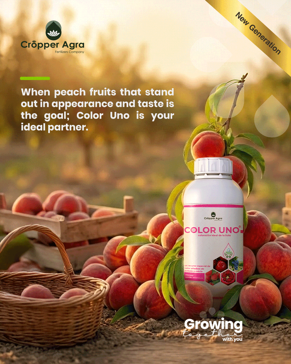 Cropper_Agra's tweet photo. 🌾Bring out the best color and sweetness in your crops with Color Uno — enriched with  potassium &amp; phosphorus for the perfect ripening stage.  

✅Boosts fruit color  
✅Ensures uniform maturity  
✅Strengthens roots  
✅Enhances sugar levels  
#CropperAgra  #Agriculture #Farming https://t.co/2TcgK6iFdb