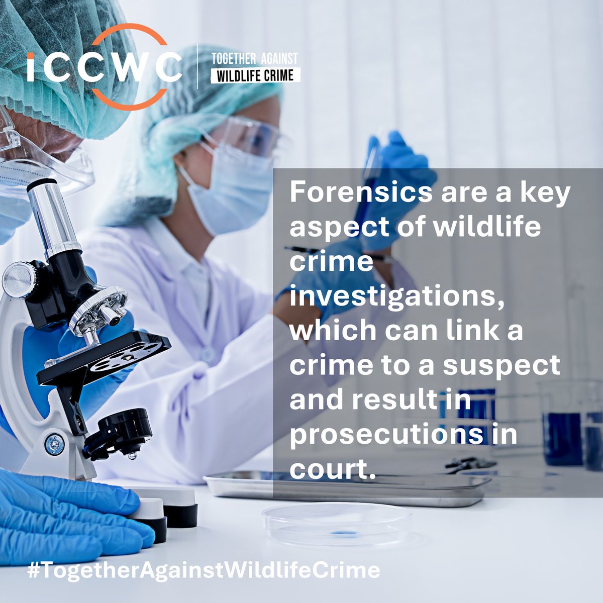 Wildlife crime leaves traces and science helps uncover them. 🧬

From DNA analysis to trace evidence, wildlife forensics helps identify species, track poachers and bring criminals to justice.

Find out more about #ICCWC work in this area ➡️ iccwc-wildlifecrime.org