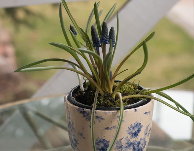 MomentsintheG's tweet photo. A touch of Spring. Discovered these delft blue flower pots in Homesense. Thought I would experiment with potting up some muscari. Brightening up the outside table. #flowerpot #delftblue #muscari #grapehyacinth #atouchofspring #momentsinthegardenphotography https://t.co/LbFWp5OlpL