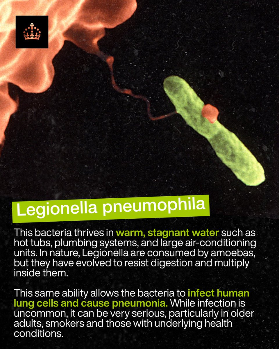 UKHSA's tweet image. #Legionnaires' disease is a serious type of #pneumonia caused by the bacterium Legionella pneumophila. People contract the disease by breathing in fine water droplets containing #Legionella.

🔗 nhs.uk/conditions/leg…
