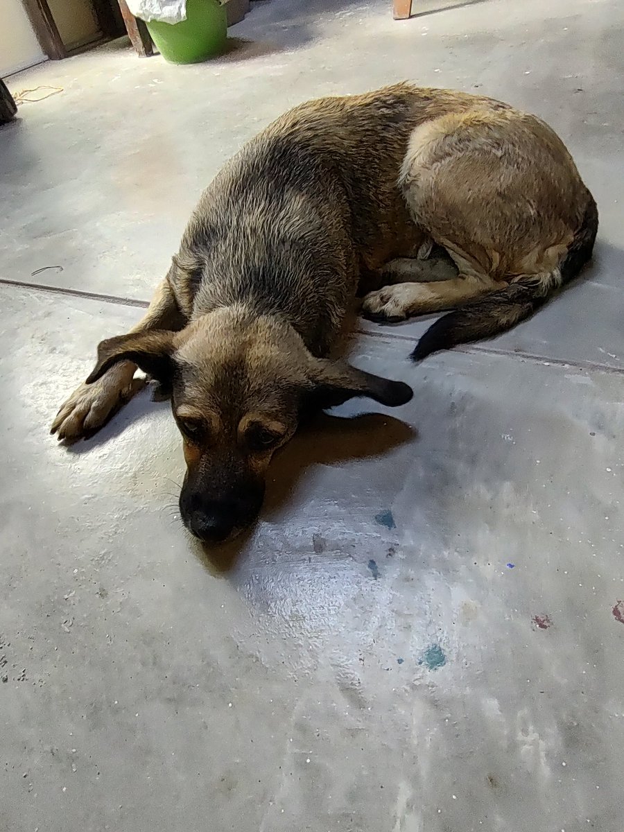 cecicaber's tweet photo. Perrita encontrada hace una hora en la calle Francia en Miraflores. Por favor, compartir. Gracias. https://t.co/lLEw4ugFIF