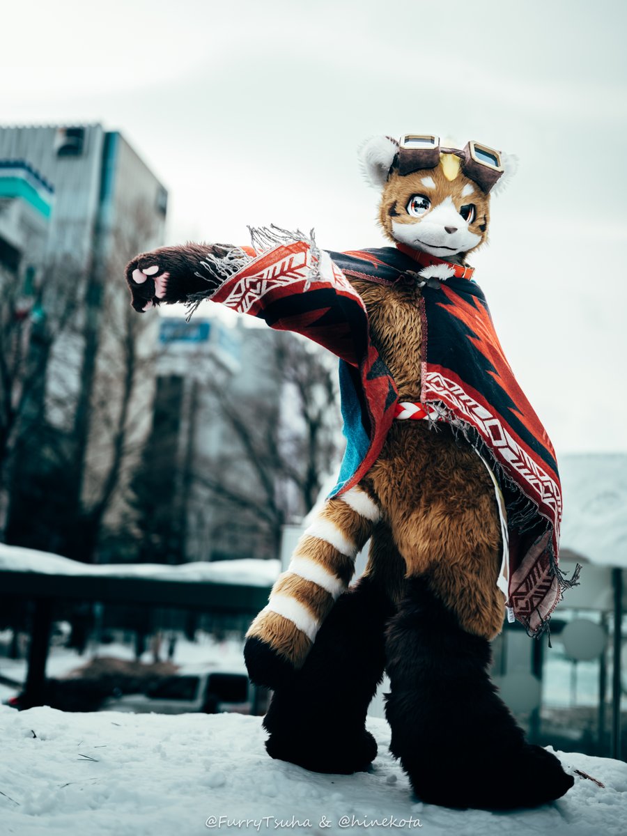 ネコタ@NEKOTA➡寺もふ tweet media