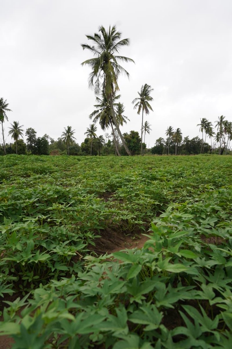 Ireland in Mozambique tweet media