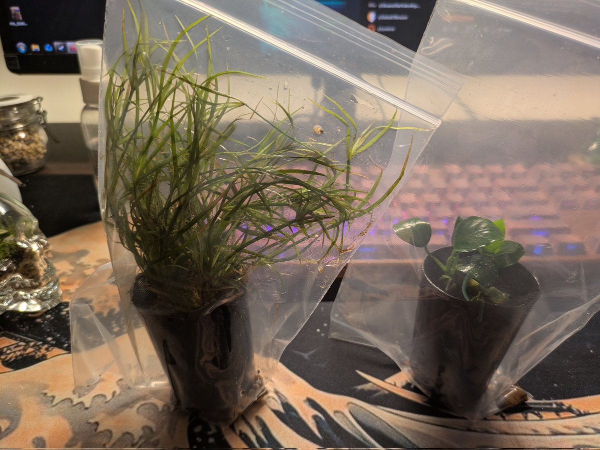 Praeliator tweet media