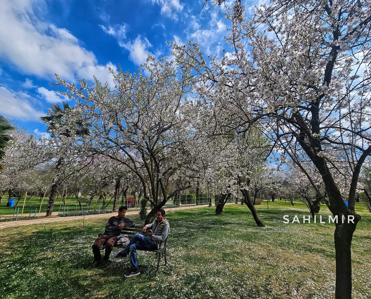 ErGulzar_'s tweet photo. Badamwari blooms in #Srinagar, marking the arrival of #spring in #Kashmir.
#SpringVibes 
#Springtime https://t.co/fWTEQLf4Am