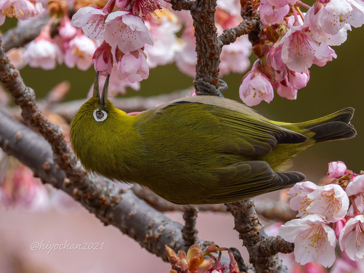 ひよちゃん tweet media