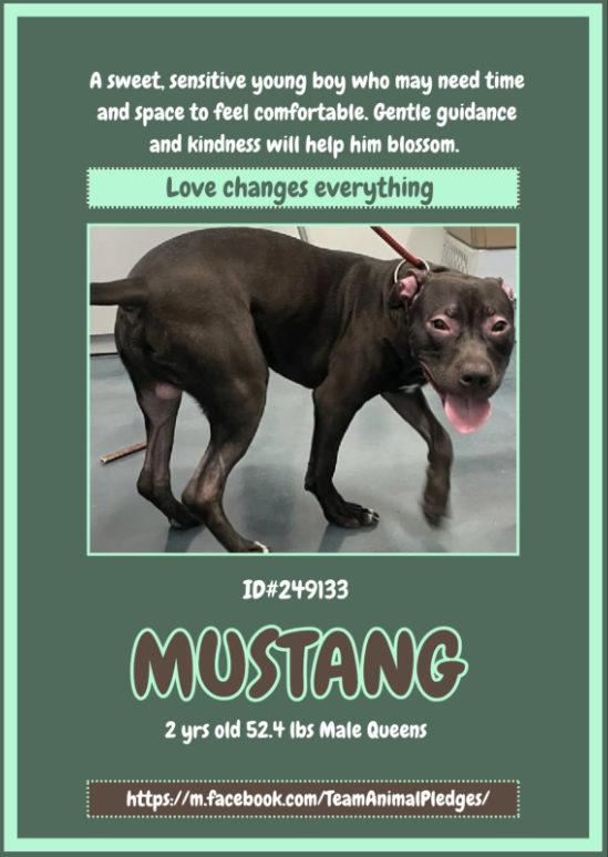 NMBewitched's tweet image. Mustang😍🐎
#NewDogontheBlock 
nycacc.app/#/browse/249133 
#AdoptMe 

"Mustang: Built for the legend in you."
"Never Underestimate a Woman who owns a Mustang."💝

Oh my... instant heartthrob💘 
From that curled body so friendly, wiggly 
To those eyes that need TLC &amp;amp; treatment 
What