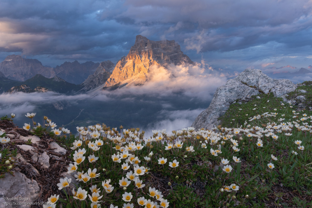 1x_com's tweet image. 'Enchantment' by Andrea Sagui
1x.com/photo/3500835/… #landscapephotography #landscape #mountains #flowers #clouds